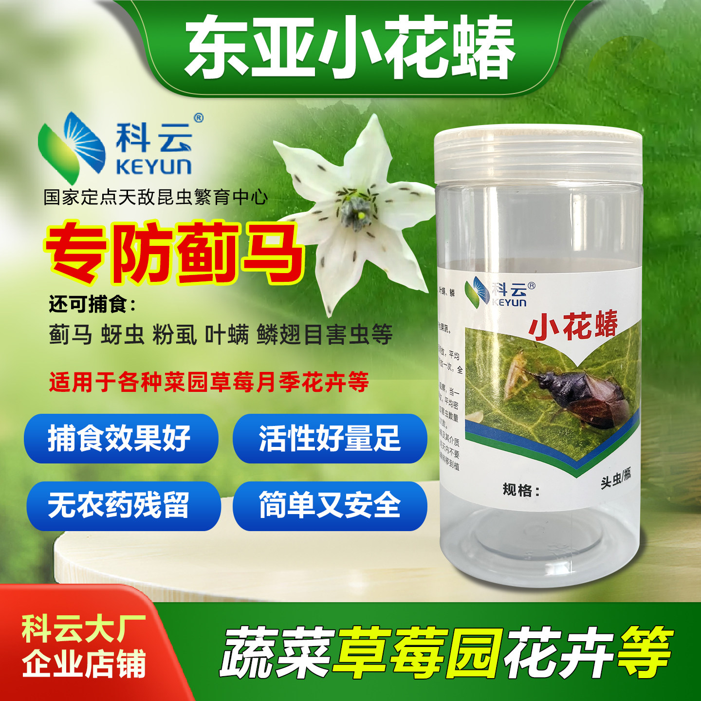 小花蝽捕食性天敌活体昆虫防治蓟马蚜虫粉虱棉红铃虫叶螨蚜虫蔬菜,农用物资,捕食螨/寄生蜂,淘宝优惠券,粉丝福利购,淘宝优惠卷