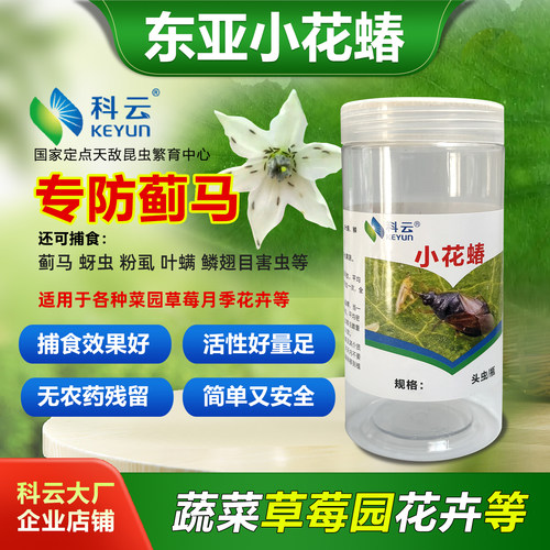 科云天敌昆虫蓟马天敌