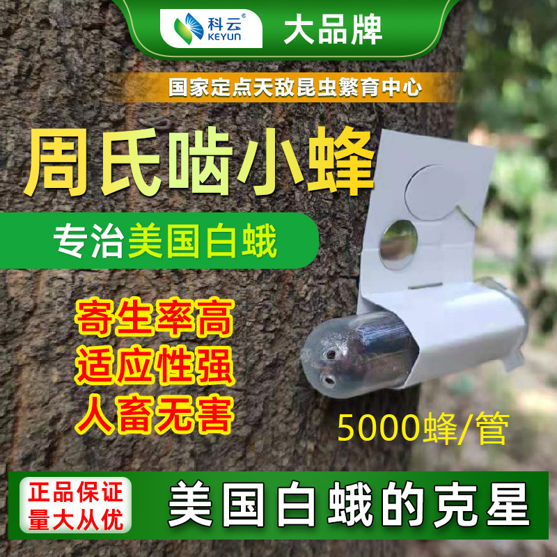 天敌昆虫科云啮小蜂美国白蛾克星