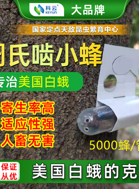 天敌昆虫科云啮小蜂美国白蛾克星