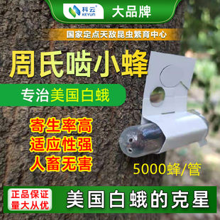 周氏啮小蜂专防美国白蛾专用适用杨树松树柏树果树生物天敌治害虫