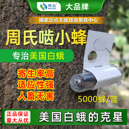 周氏啮小蜂专防美国白蛾专用适用杨树松树柏树果树生物天敌治害虫