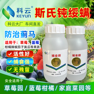 科云斯氏钝绥蓟马天敌草莓园蓝莓柑橘辣椒等大棚蔬菜生物防治瓶装