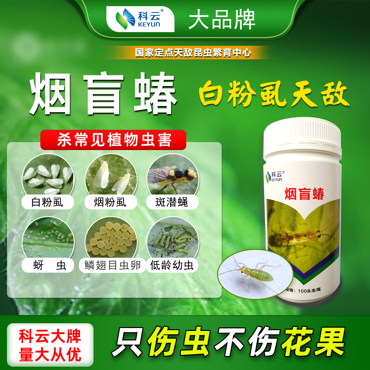 烟盲蝽防治白粉虱烟粉虱枣番茄黄瓜辣椒月季蔬菜花卉城市菜园专用