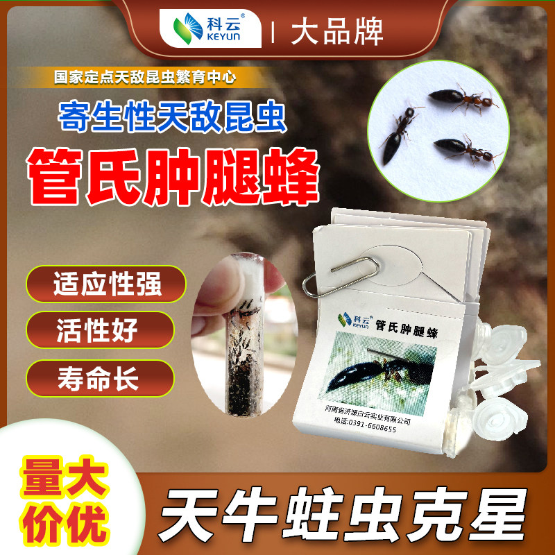 肿腿蜂成虫天敌活体昆虫天牛克星果树林木治蛀干害虫园艺林业