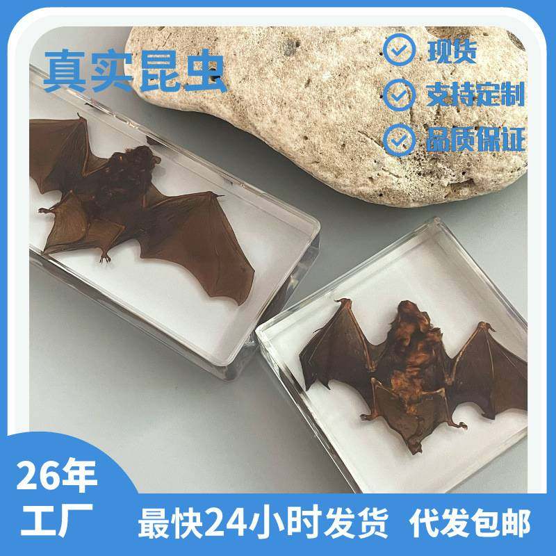 工艺品网红爆款真实蝙蝠昆虫标本亚克力透明树脂教学用具旅游礼品,特色手工艺,其他特色工艺品,淘宝优惠券,粉丝福利购,淘宝优惠卷