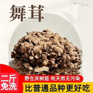 顺丰包邮新鲜灰树花舞茸菌菇2斤1000g特色食材云南栗蘑现摘食用菌