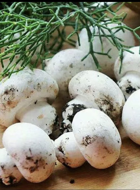 无漂白无熏白新鲜白蘑自己家种的食用口蘑自然生长当季白色小蘑菇