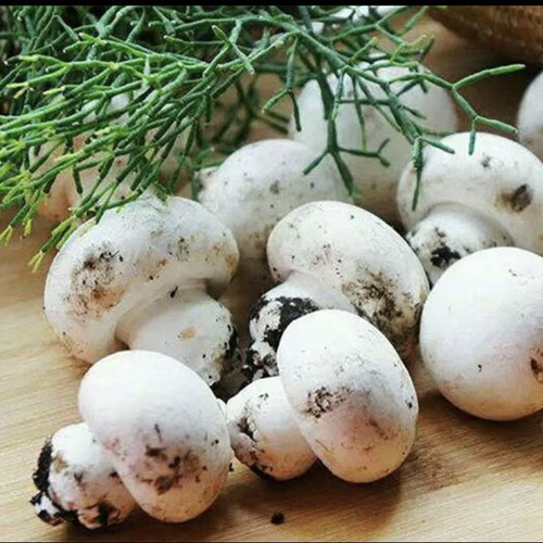 无漂白无熏白新鲜白蘑自己家种的食用口蘑自然生长当季白色小蘑菇