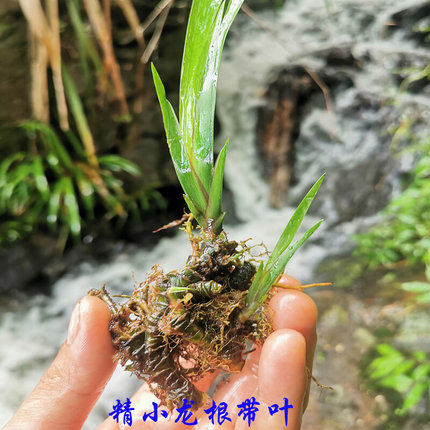 石菖蒲水培盆景草附龙根苗鱼缸生养龟挺水培草水养老桩盆栽绿植物