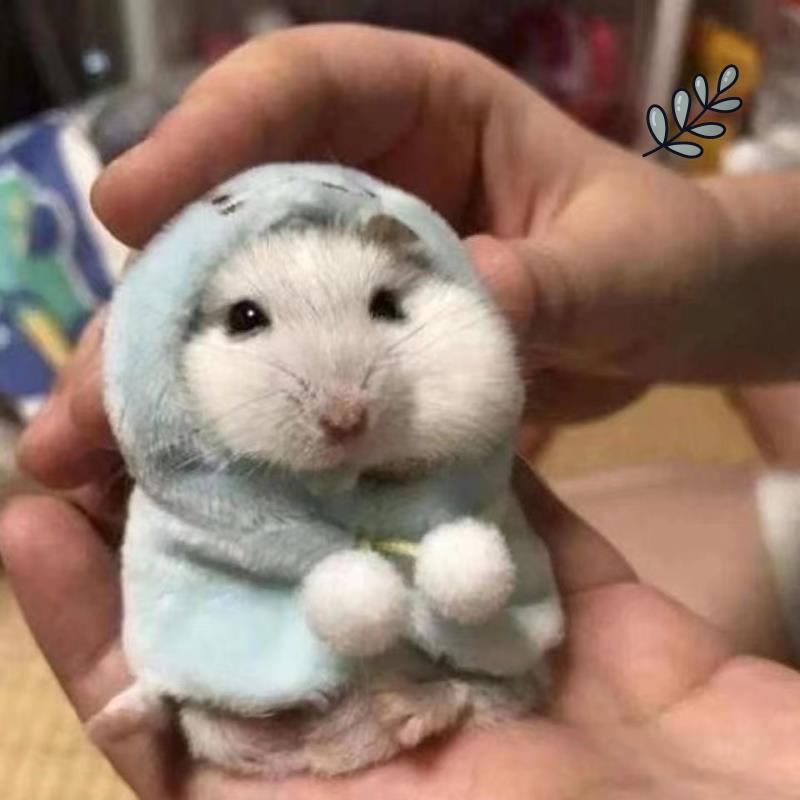 仓鼠金丝熊专用新年套装小衣服修公仔玩偶毛衣卫衣合集配件娃娃衣