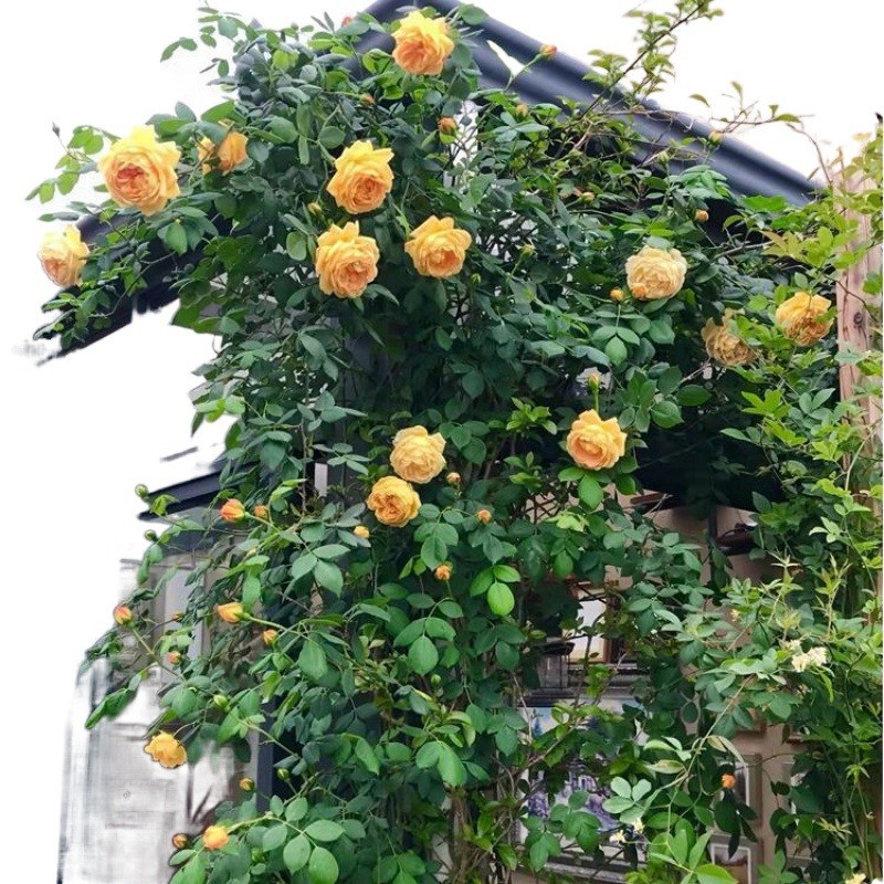 速发藤本月季花苗爬藤植物庭院大花浓香玫瑰欧月盆栽花卉蔷薇四季