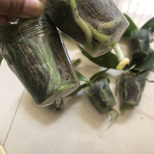 速发蝴蝶兰练手新手四季兰花好养1.7-2.0寸杯18.8随机发4颗不同品