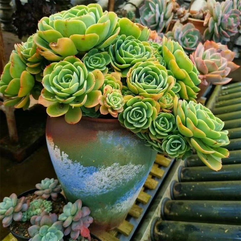 速发多肉植物梦幻玫瑰多肉柠檬玫瑰老桩多头盆栽花卉盆栽