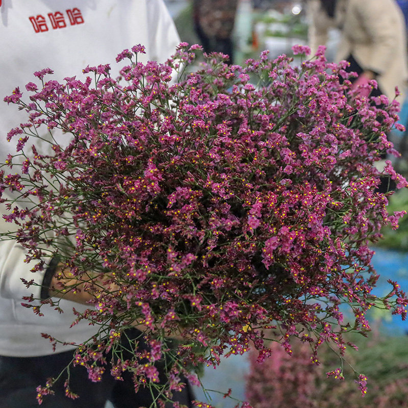 速发红色黄色水晶草鲜切花云南基地直发可做干花草花配花一束水养