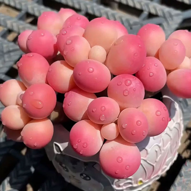 速发桃蛋多肉植物高端小盆栽带陶瓷花盆稀有精品办公室内客厅桌面