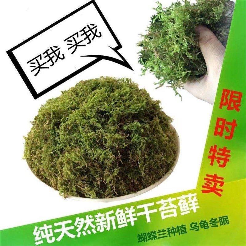 速发蝴蝶兰水苔捕蝇草兰花土干苔藓乌龟冬眠换盆育苗石斛爬宠
