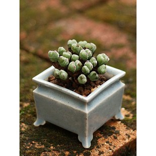 速发景德镇陶瓷方鼎形多肉花盆室内多肉植物花卉盆创意田园小号迷