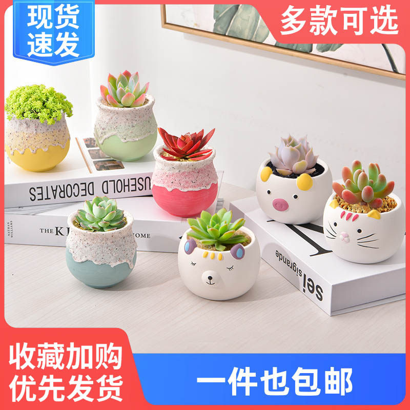 速发多好植物组卉小盆栽新手套餐花合室内台含盆绿植肉养易活法师