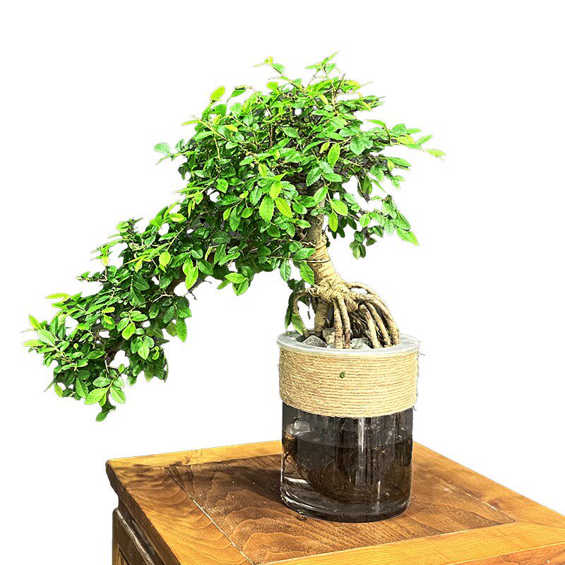 速发水培植物小榔榆树盆景老桩飘枝盆栽提根迎客造型办公室水养禅