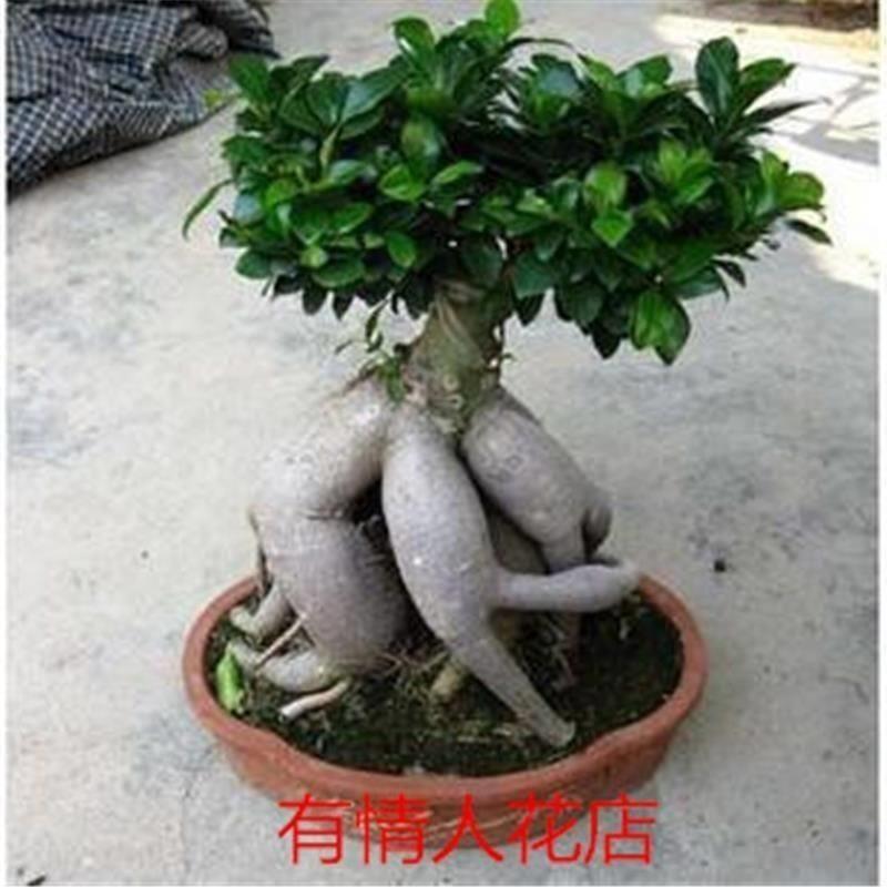 速发客厅绿植榕树盆景大榕树盆栽树桩盆景造型人参榕