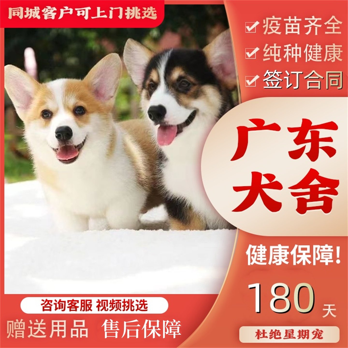 【中山犬舍】纯种柯基犬幼犬长毛三色双色短腿基幼崽宠物狗狗活体