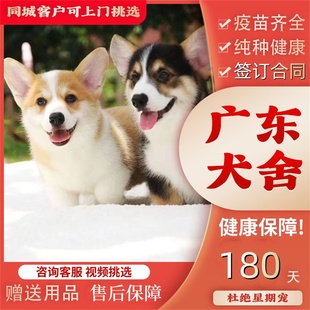 【佛山犬舍】纯种柯基犬幼犬长毛三色双色短腿基幼崽宠物狗狗活体