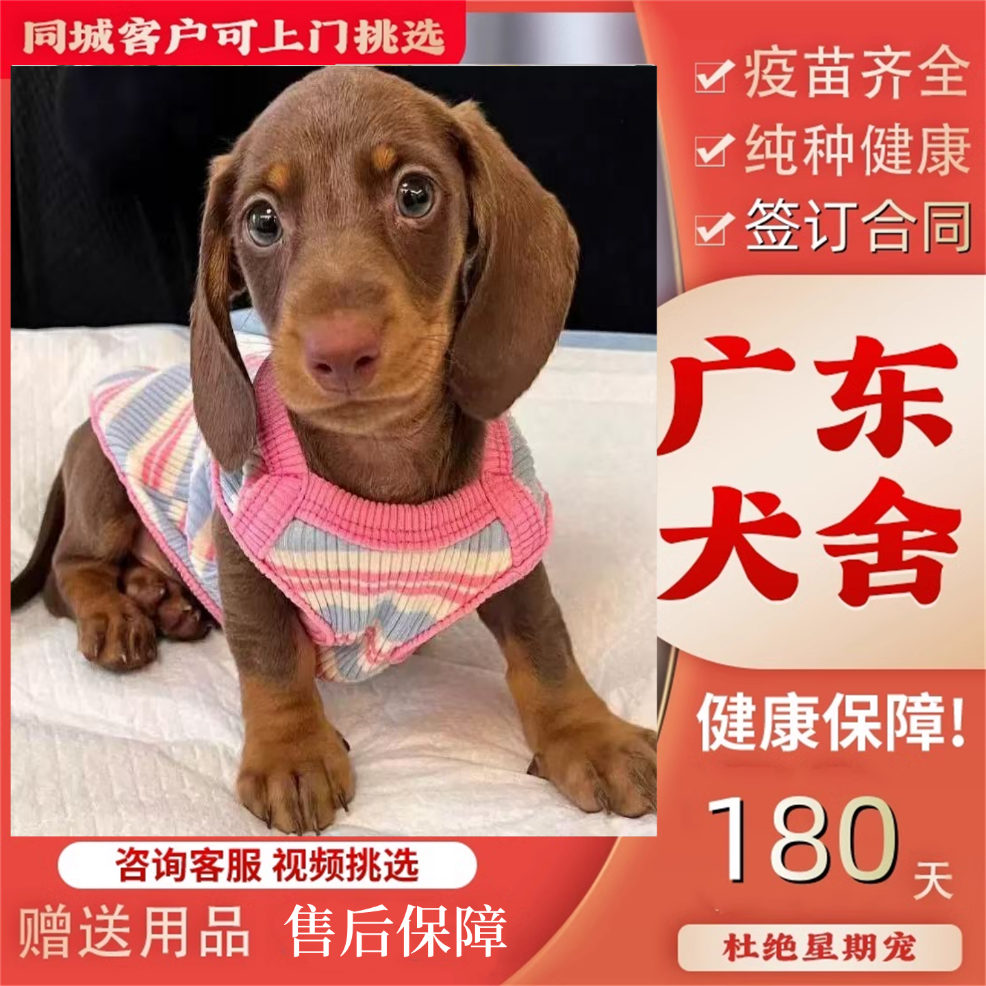【广州佛山犬舍】纯种铁包金腊肠犬幼犬迷你巧克力长毛腊肠犬狗狗