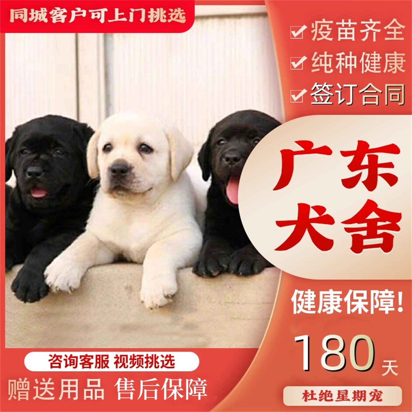 【广州佛山犬舍】纯种拉布拉多幼犬大骨架拉布拉多导盲犬活体小狗