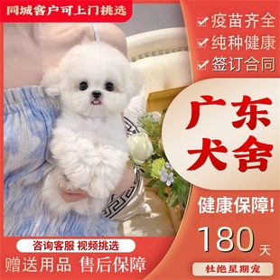 【广州佛山犬舍】纯种比熊犬幼犬韩系飞耳小体比熊幼犬活体宠物狗