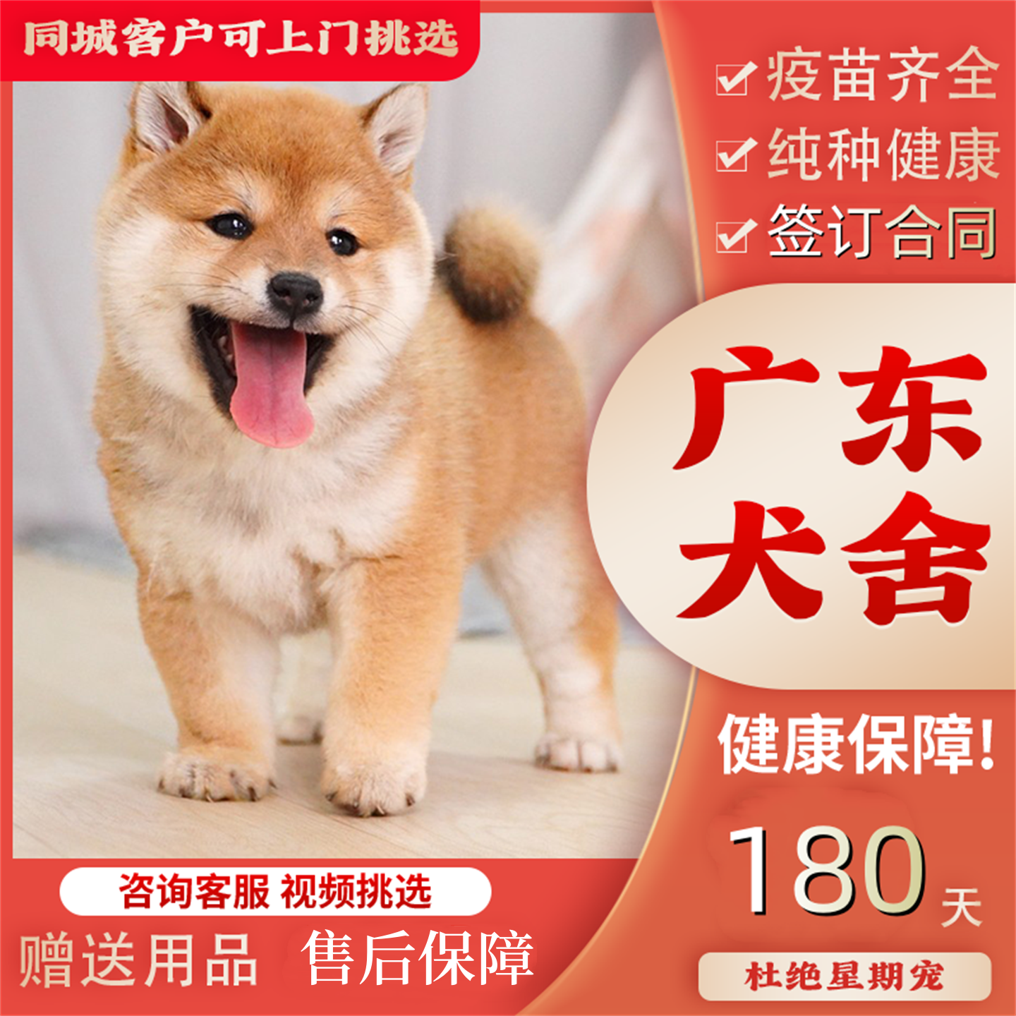 【东莞犬舍】纯种日本柴犬幼犬赤柴黑柴白色豆柴犬幼犬宠物狗活体