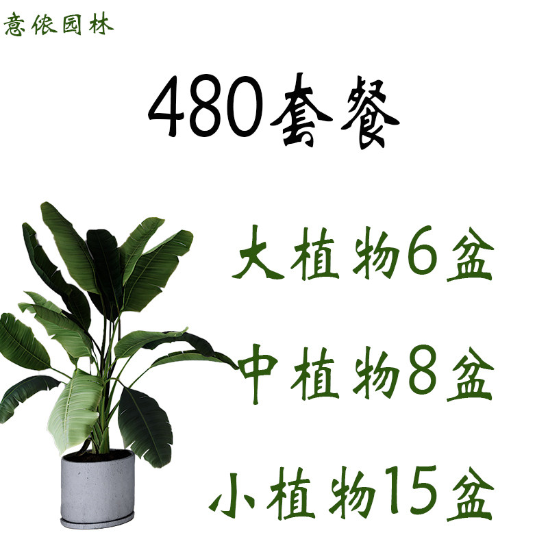 上海绿植租赁办公室植物租摆 租植物 公司绿化养护 花卉鲜花速递