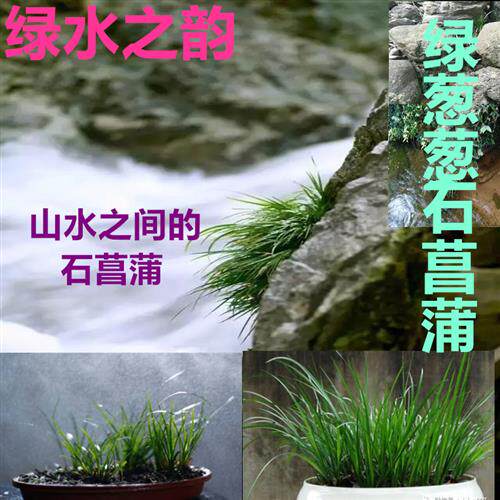 速发附石菖蒲盆景金线须菖蒲草龙水香味虎石文房根培植物栽培微景