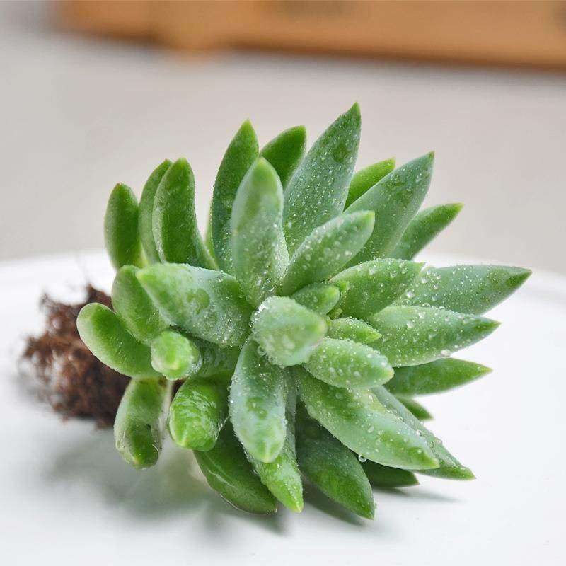 速发新植千佛手珠桩超大玉老莲千佛手8cm 仙人掌及多肉品物盆栽花