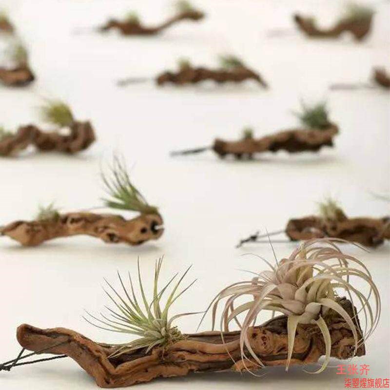 速发微景观沉木蜂窝躲小号插花微景雨林缸造型根雕免煮摆件枯木水