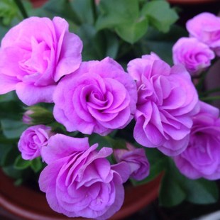 速发垂吊重瓣天竺葵集合蔓天夏日开瑰粉巫小苗花卉观花植物四季玫