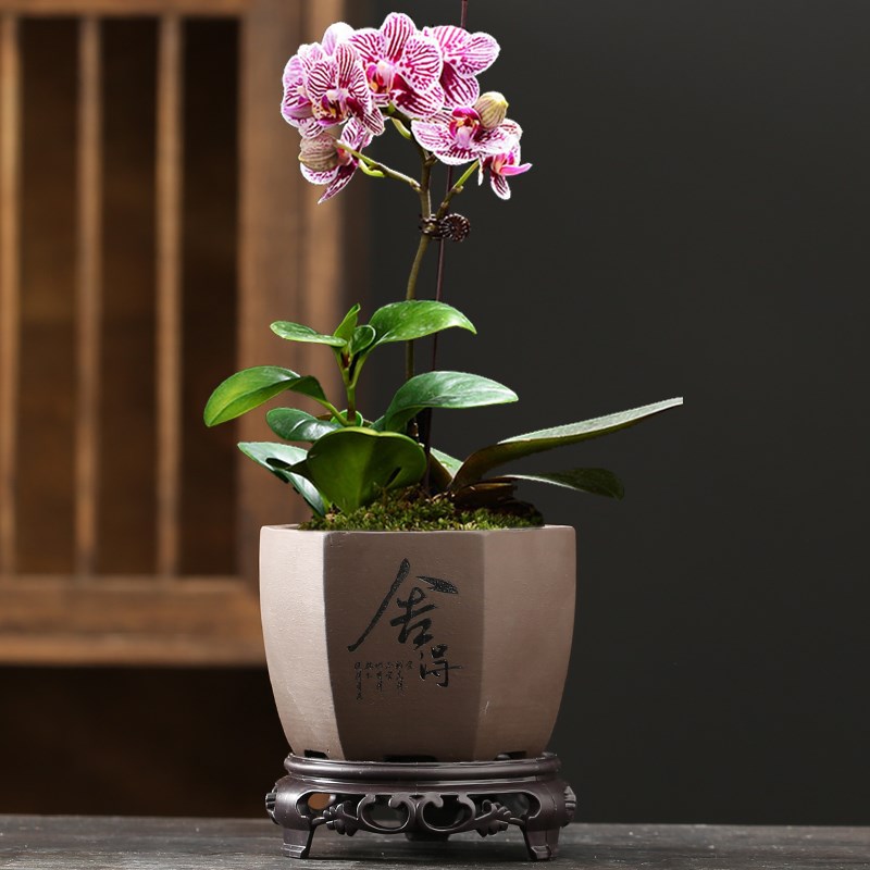 速发紫砂花文带底座托盘盆景盆兰花盆竹小榕树绿瓷多肉陶植盆