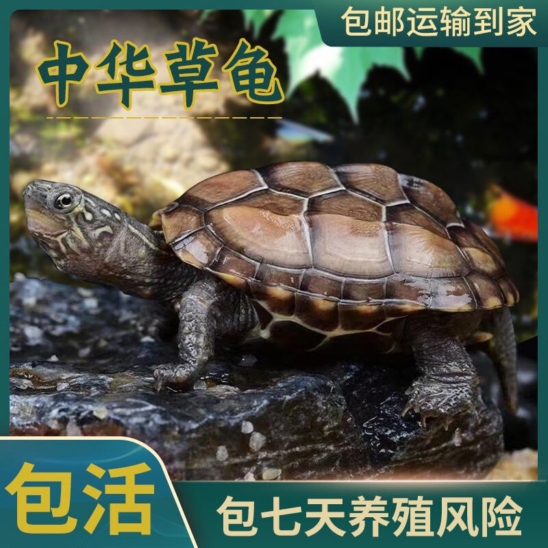 速发中华草线小乌龟活物外塘长寿龟金龟观赏龟水龟线金墨龟草龟苗