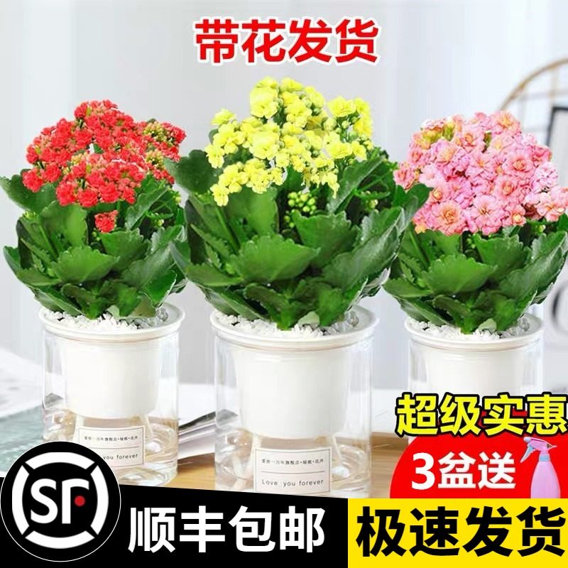 速发长寿花盆栽重瓣大花苗带花苞花宫植物室内四季开花卉灯绿