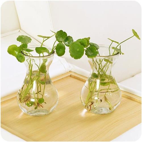 速发T风信子玻瓶瓶透容水培明器水仙花璃培插花植物花瓶