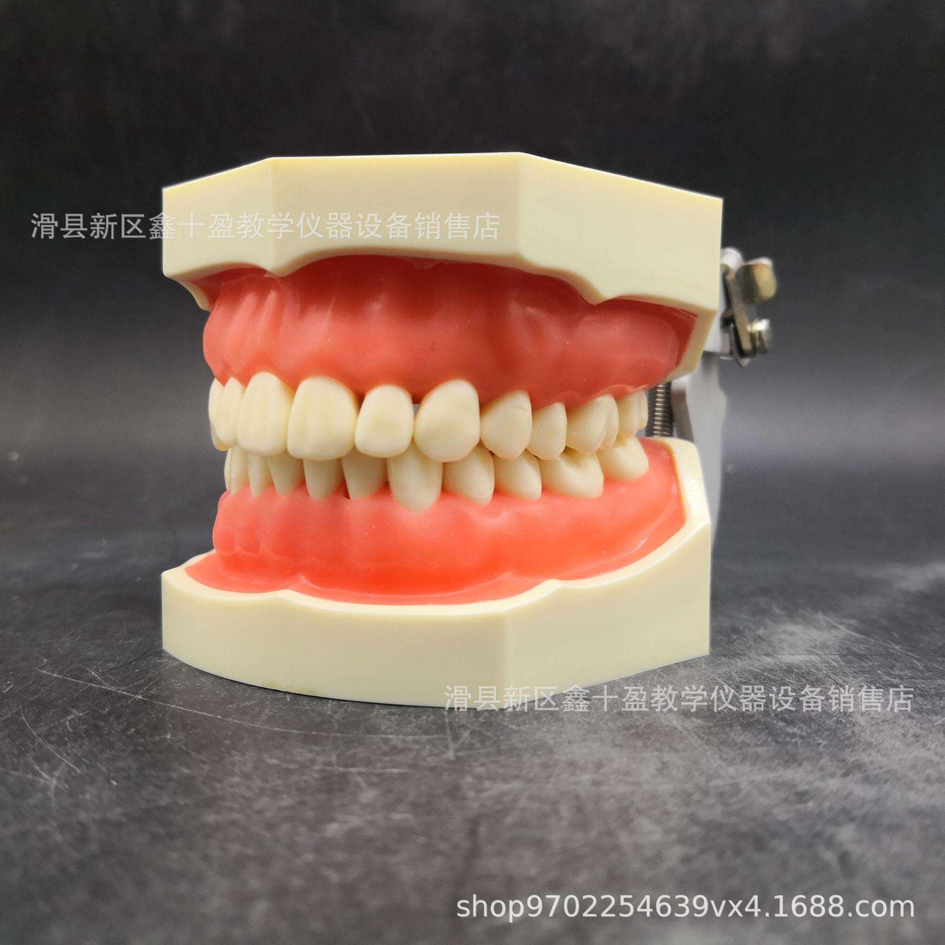 28颗牙模型 备牙模型 全口可拆换仿真牙齿 备洞备冠上橡皮章练习