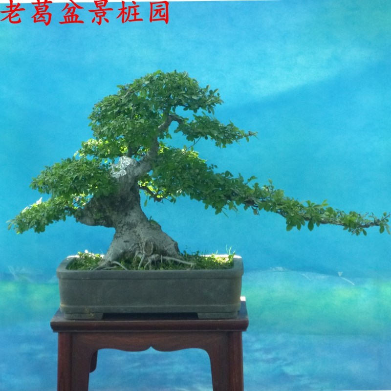 速发小叶榆树盆景树桩 实物大树形好 耐寒不怕冻 榔榆树桩