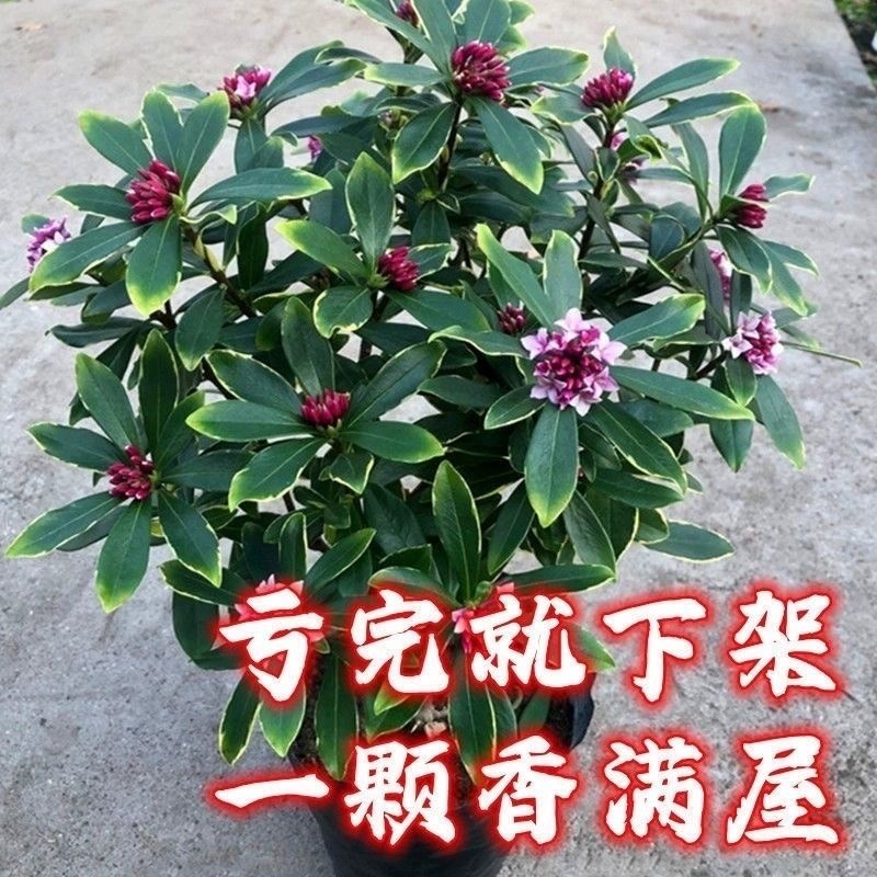 速发金边瑞香大苗盆栽浓香型带花苞室内外老桩观花植物耐寒四季开