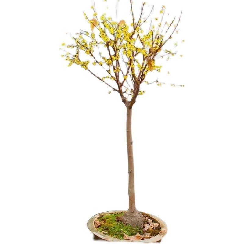 速发腊梅花盆栽带花苞发货庭院地栽丛生独杆名贵浓香植物素心腊梅
