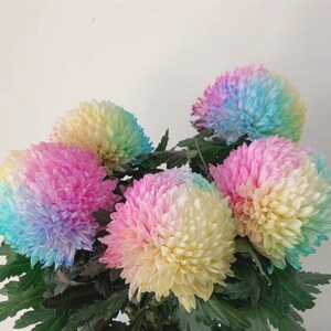 速发丰岛牡丹菊鲜切花