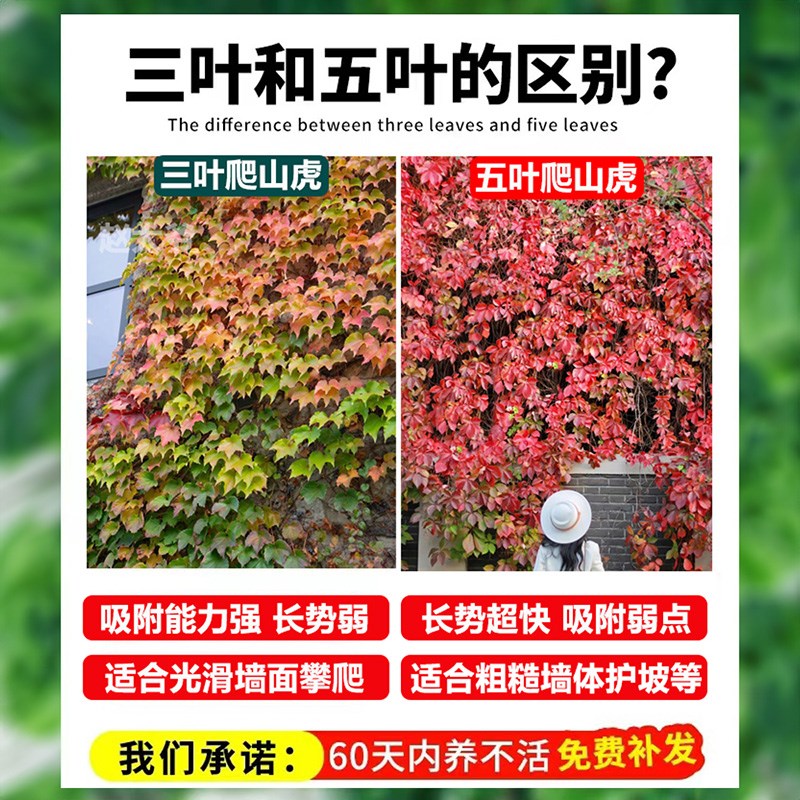 速发爬山虎爬藤植物四季常青不落叶爬墙虎五三叶大苗室外庭院藤蔓