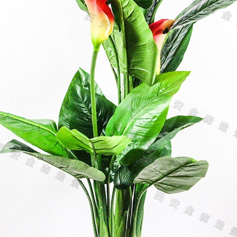 速发马蹄莲 马蹄莲绿色植物龟背 马蹄莲中型盆栽带花室内庭院摆件