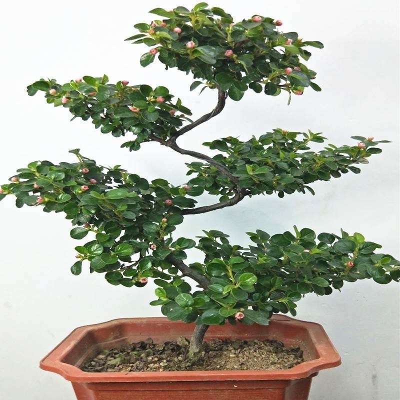 速发珍珠梅盆景造型花卉珍珠梅平枝栒子盆栽花带花盆景植物四季好