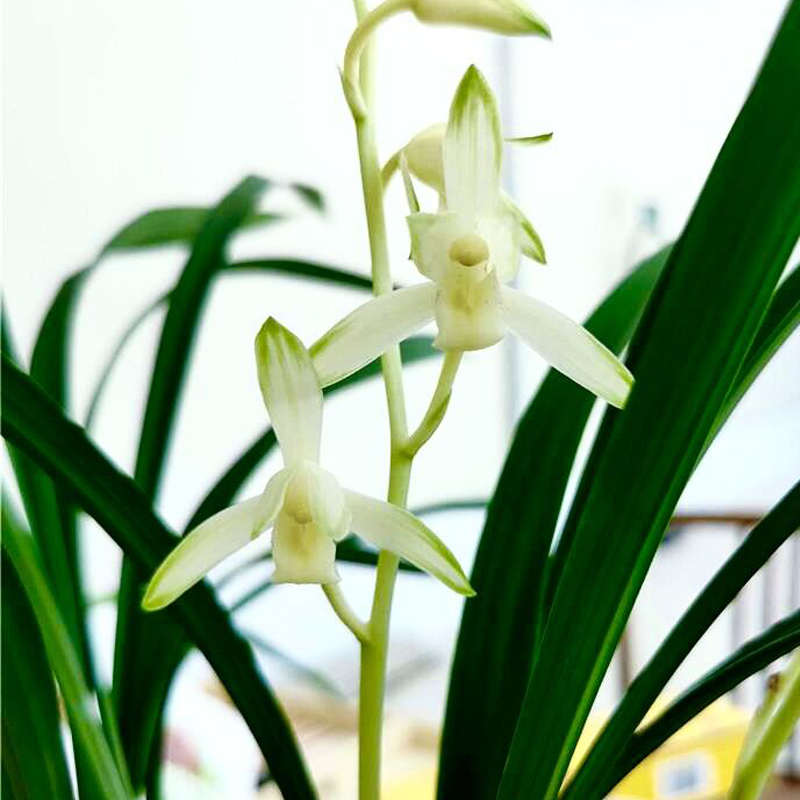 速发建兰室内花卉兰草玉泉客厅清新阴兰花喜茶几小包植物绿盆栽青