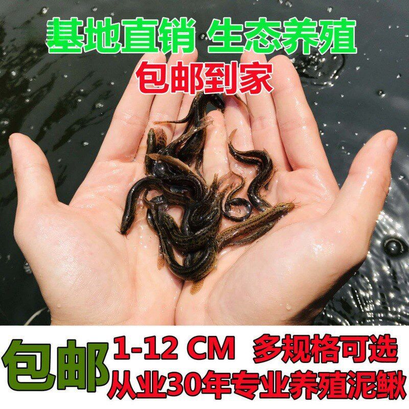 速发杰泥鳅苗鲜活喂养放生钓鱼龙鱼活饵乌龟饲料泥鳅养殖淡水观麦